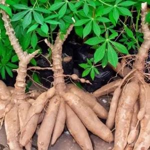 Cassava