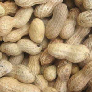 Peanut