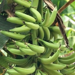 Plantain