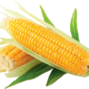 Maize